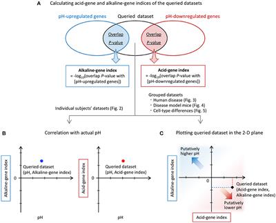 The gene expression patterns as surrogate indices of pH in the brain